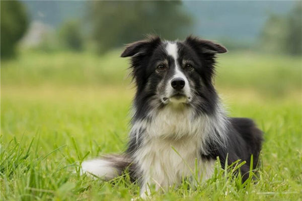 94年屬狗女人一生運程運勢_十二生肖
