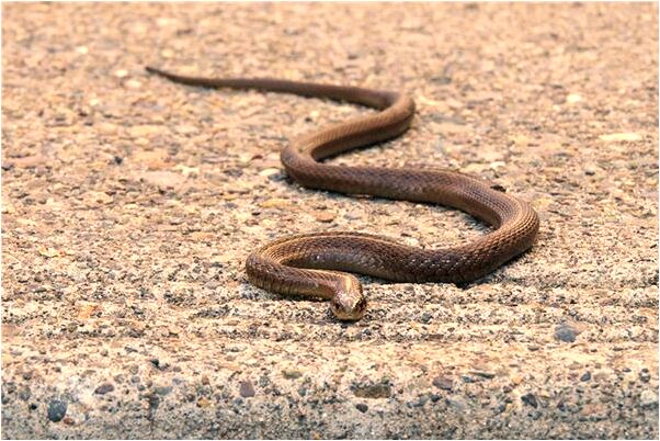 夢見牛圈很髒有什麼寓意嗎?_周公解夢官網