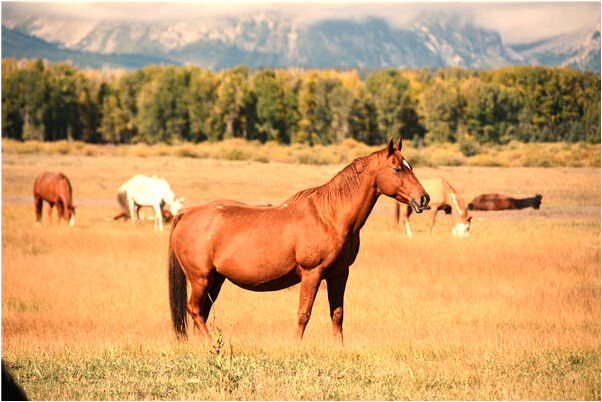 夢到被人砍了兩刀流血了的預兆_周公解夢官網