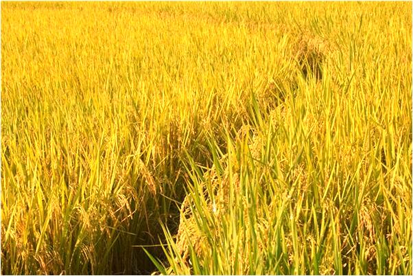 夢見自己給自己剃鬍子是什麼徵兆_周公解夢官網