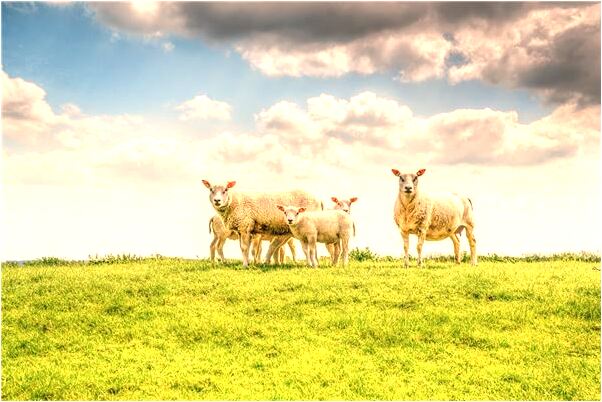 夢見自己暈倒了有什麼徵兆_周公解夢官網