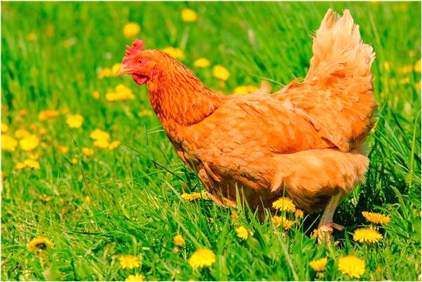 夢到了給已過世的老人洗澡有什麼預兆_周公解夢官網