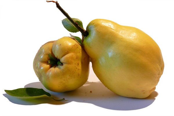 夢見北瓜是什麼意思_周公解夢