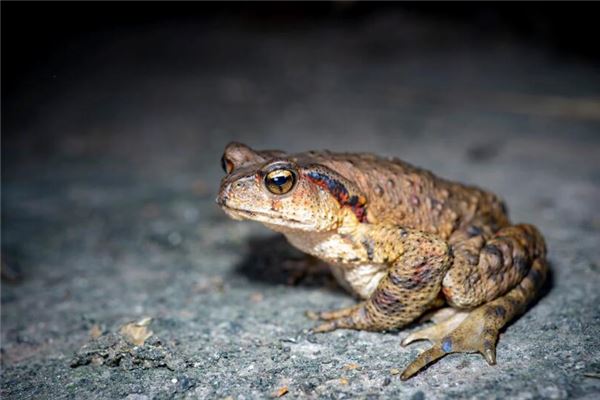 夢見蟾蜍上身_周公解夢