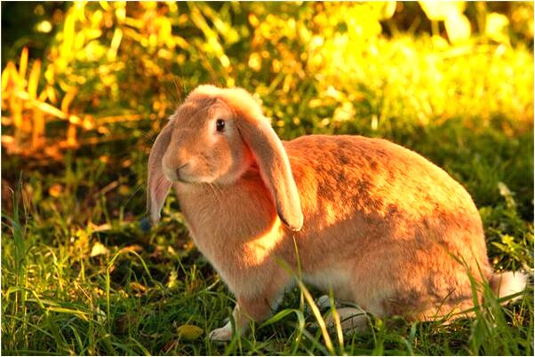 夢見兒子做生意怎么回事_周公解夢官網