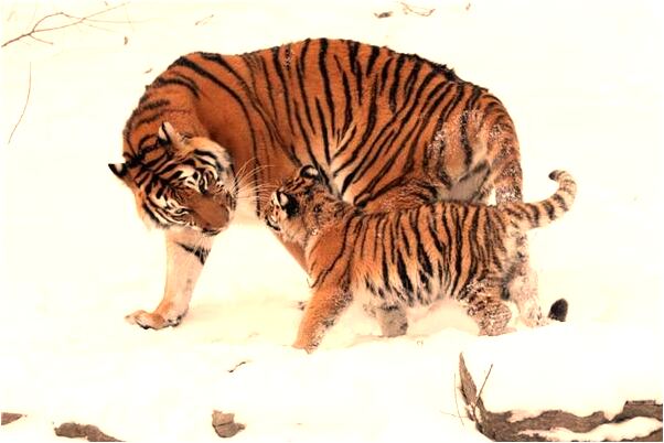 夢到肚子變大了意味什麼_周公解夢官網