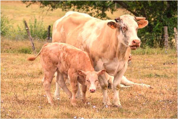 夢到了有人掉河裡又有人救了是啥預兆_周公解夢官網