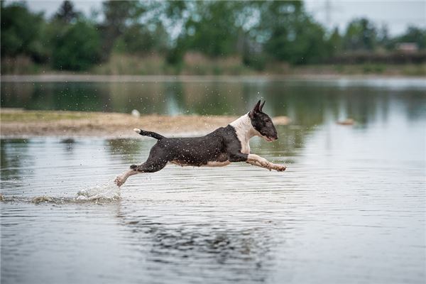 94年屬什麼_十二生肖