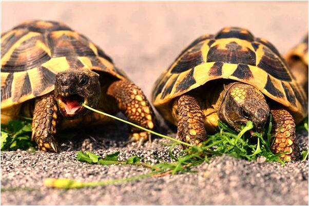 夢到踢蛇蛋會怎么樣_周公解夢官網