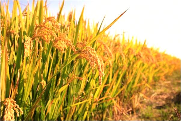 夢見清泉和魚會有什麼預兆_周公解夢官網