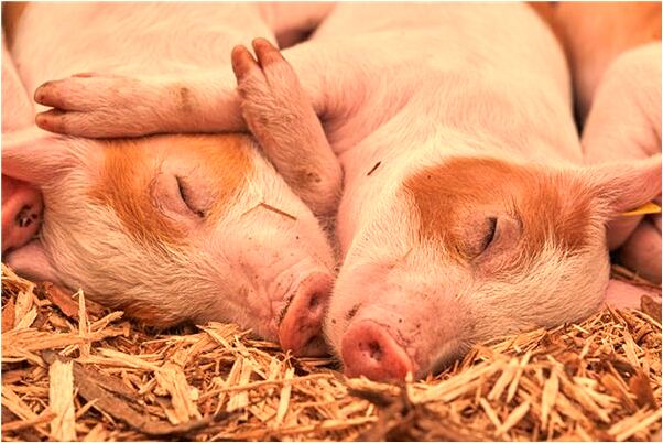 夢到了長針眼是啥預兆_周公解夢官網