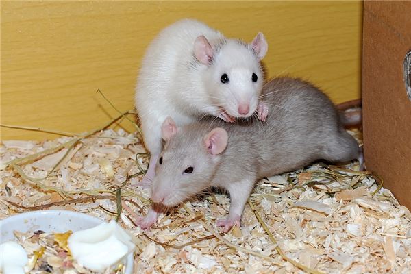 屬相鼠年齡適宜的婚配_十二生肖