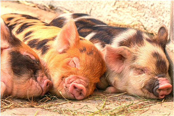 夢到了幫陌生人賣卡是凶兆還是吉兆_周公解夢官網