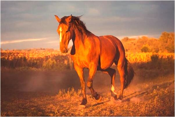 夢見自己騎車掉到深坑裡有什麼含義_周公解夢官網