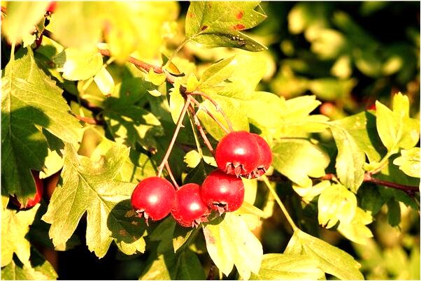 夢見要坐船過河但沒作代表什麼_周公解夢官網