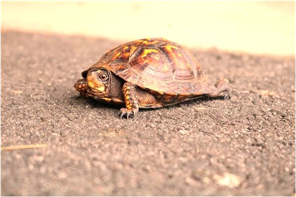 夢到了被人謀財害命意味著什麼_周公解夢官網