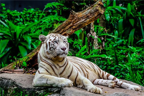 屬相虎年齡婚配_十二生肖