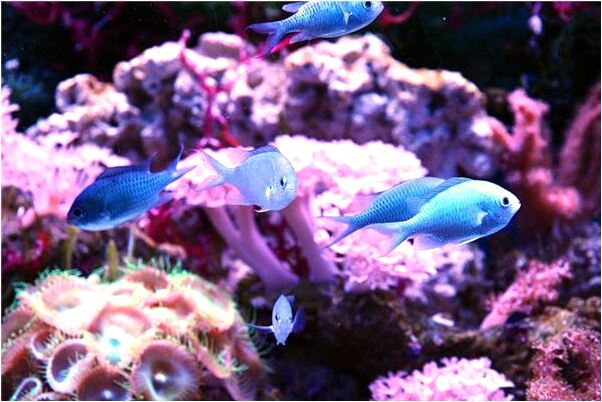 夢見被許多毒蜂圍住蜇我是什麼預兆？_周公解夢官網