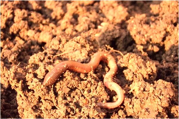 夢到了自己和女人照相意味著什麼_周公解夢官網