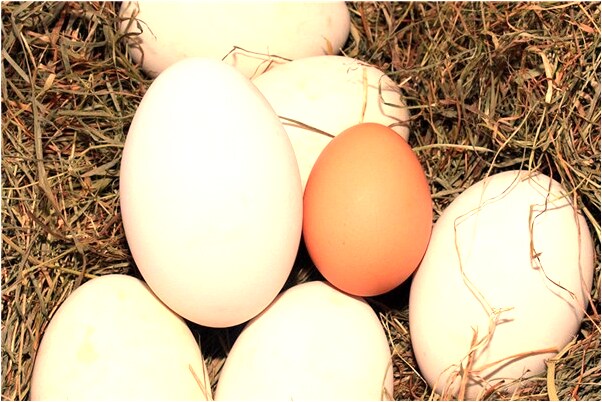 夢到遭到女同事的追殺有什麼寓意嗎_周公解夢官網