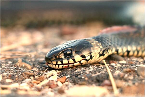 夢到了穿蛇皮衣預兆了什麼嗎_周公解夢官網