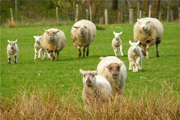 屬羊的男人性格和桃花_十二生肖