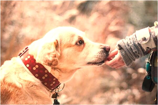 夢到了出租房地板下面有屍骨有什麼說法_周公解夢官網