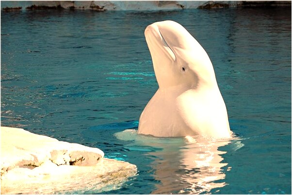 夢到自己生病快死了預兆了什麼嗎_周公解夢官網