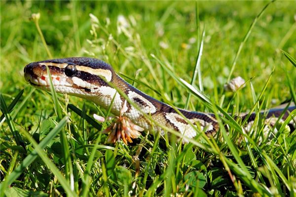 屬蛇的人今年運程順嗎_十二生肖