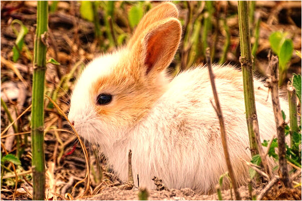 夢到撿到金鐲子怎么說_周公解夢官網