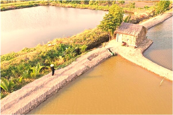 夢見樹上結滿沒成熟的果實是凶兆還是吉兆_周公解夢官網