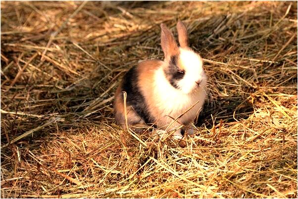 夢到很多小蛇咬我的手是不是好的徵兆呢_周公解夢官網