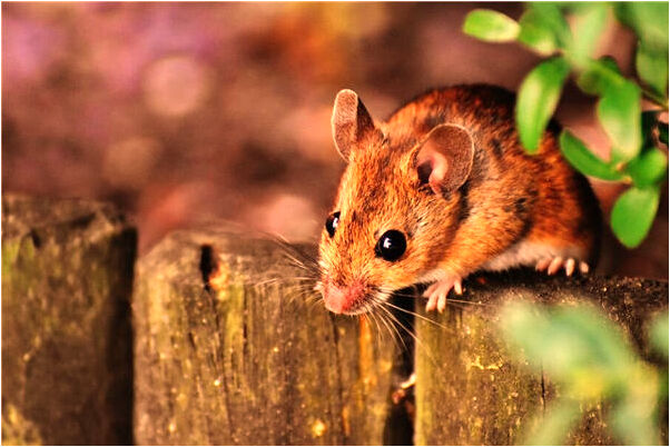 夢到抱著女朋友是好的徵兆嗎_周公解夢官網