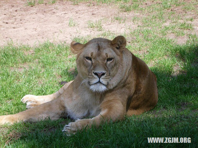 夢見降龍羅漢_周公解夢夢到降龍羅漢是什麼意思_做夢夢見降龍羅漢好不好_周公解夢官網