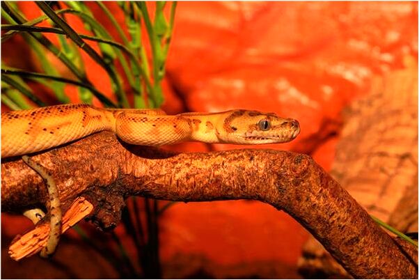 夢到自己不是處女有什麼意思嗎_周公解夢官網