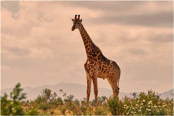 夢到了夢聞熟人被槍斃是好的徵兆嗎_周公解夢官網