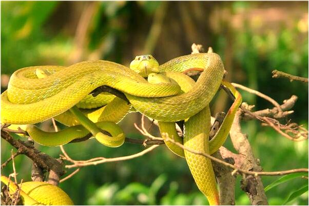 夢見蛇和魚在一起是什麼兆頭_周公解夢官網