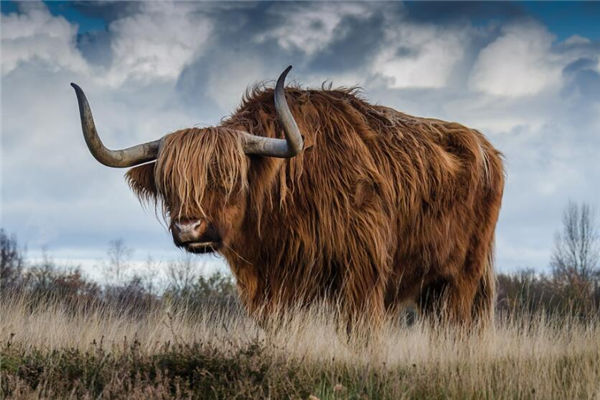 生肖牛二零二一年年齡表_十二生肖