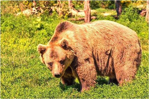夢到回老家見到親戚是啥預兆_周公解夢官網