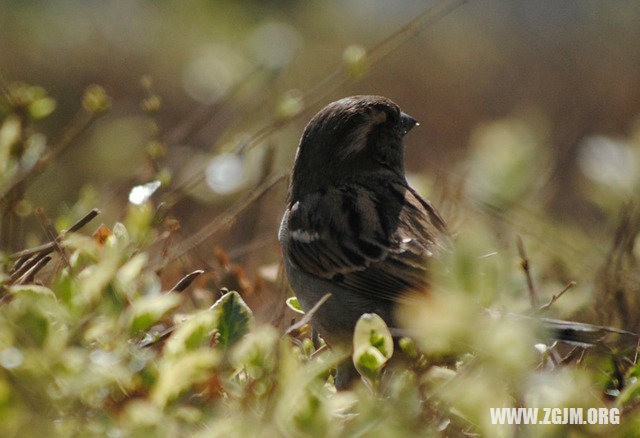 夢見蛇在家裡_周公解夢夢到蛇在家裡是什麼意思_做夢夢見蛇在家裡好不好_周公解夢官網