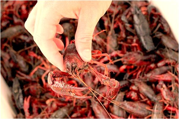 夢見親人受傷自己大哭有什麼意思嗎_周公解夢官網