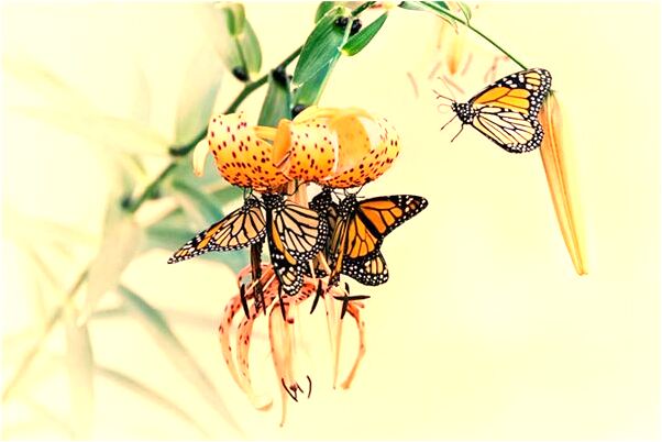 夢到掉牙斧頭已故父母是什麼預兆_周公解夢官網