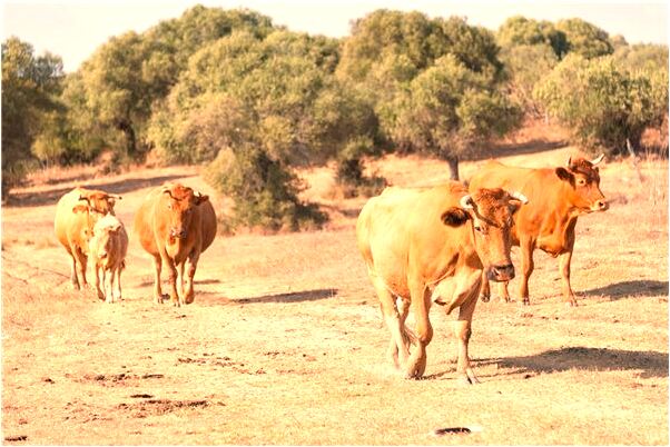 夢見自己飛天什麼預兆_周公解夢官網