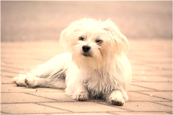 夢見向玉帝求子暈倒是凶兆還是吉兆_周公解夢官網