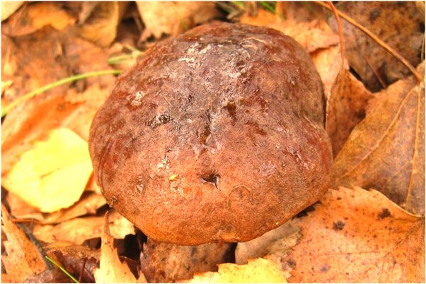 夢到跟親生媽媽買戒指預示什麼_周公解夢官網