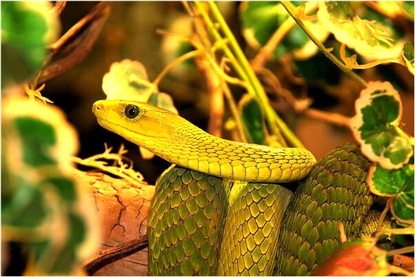 夢到父親死了又活了什麼預兆_周公解夢官網