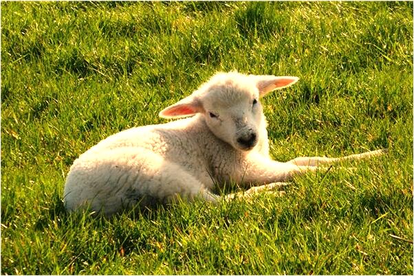 夢見古井裡有梯子有什麼意思_周公解夢官網