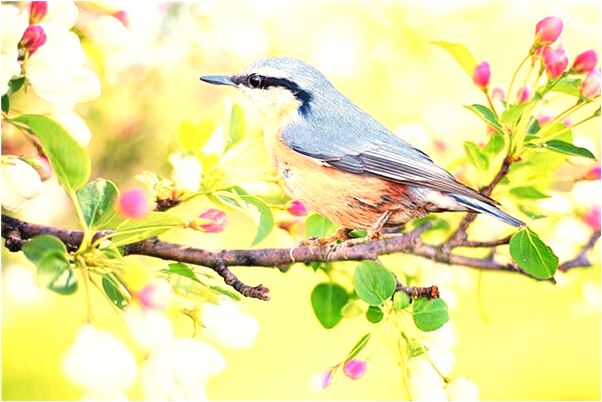 夢到了床下長竹子有什麼意思_周公解夢官網