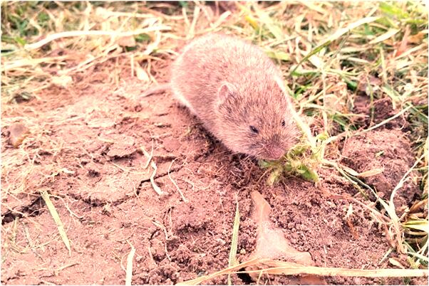 夢見夢裡有人殺我認識她意味著什麼_周公解夢官網