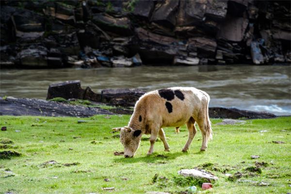 2021年屬牛本命年生寶寶要注意什麼 牛年本命年懷孕好嗎_十二生肖